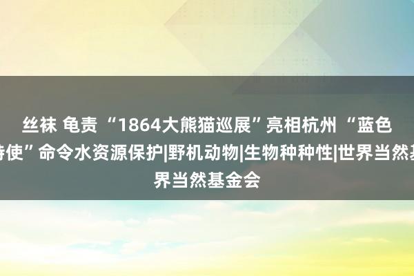 丝袜 龟责 “1864大熊猫巡展”亮相杭州 “蓝色熊猫特使”命令水资源保护|野机动物|生物种种性|世界当然基金会